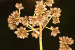 Georgia bulrush